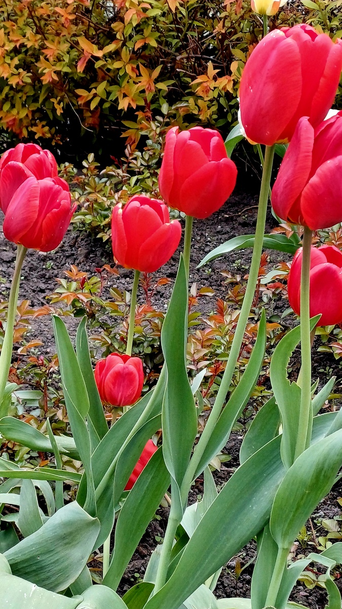 Автор Татьяна Федотова