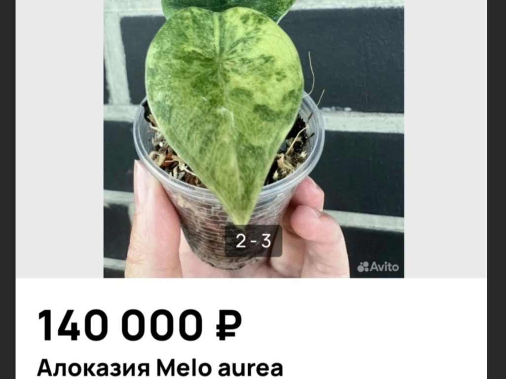 Цена на Авито в 2024 году