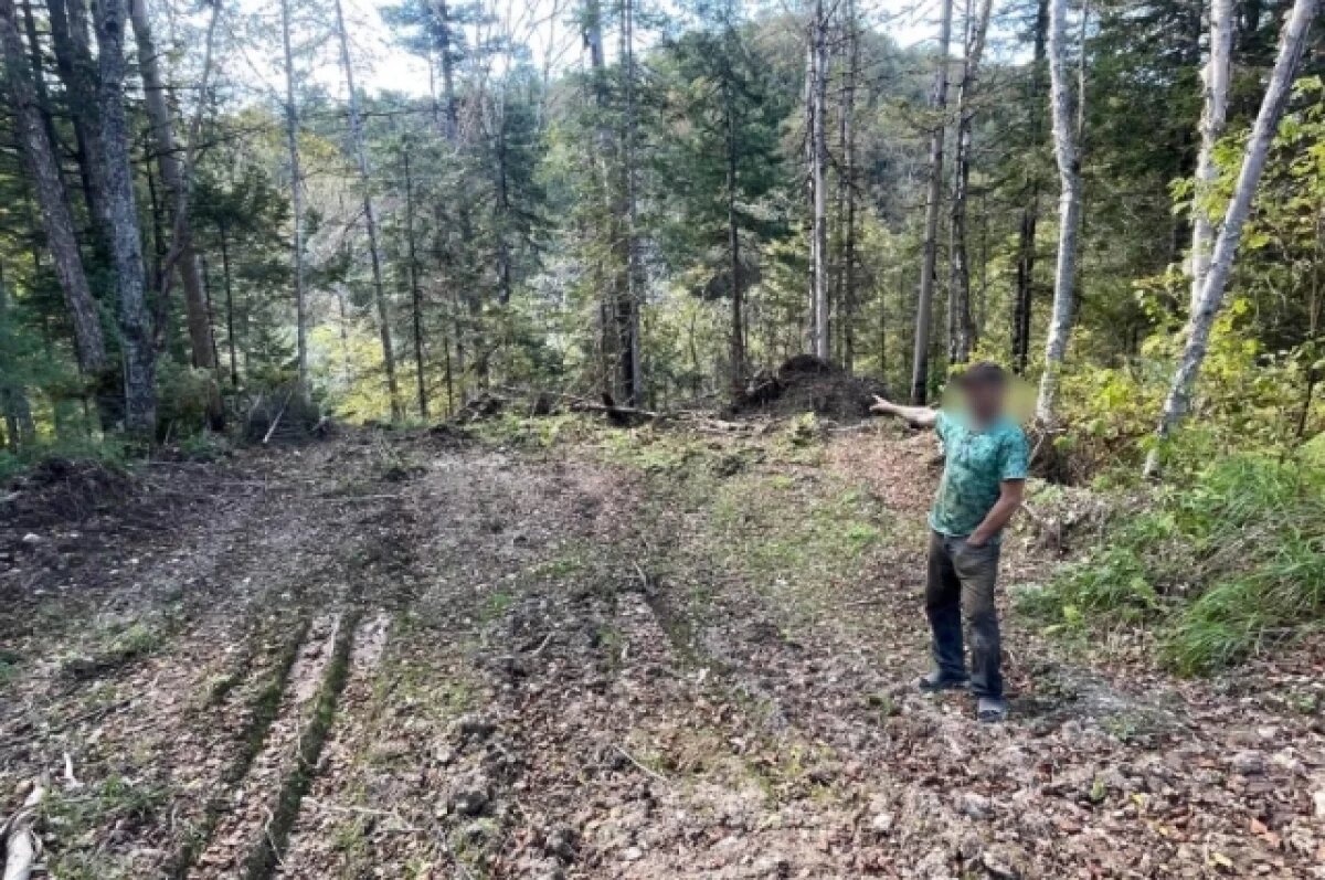    Прокуратура хочет расторгнуть договор аренды леса с компанией граждан КНР