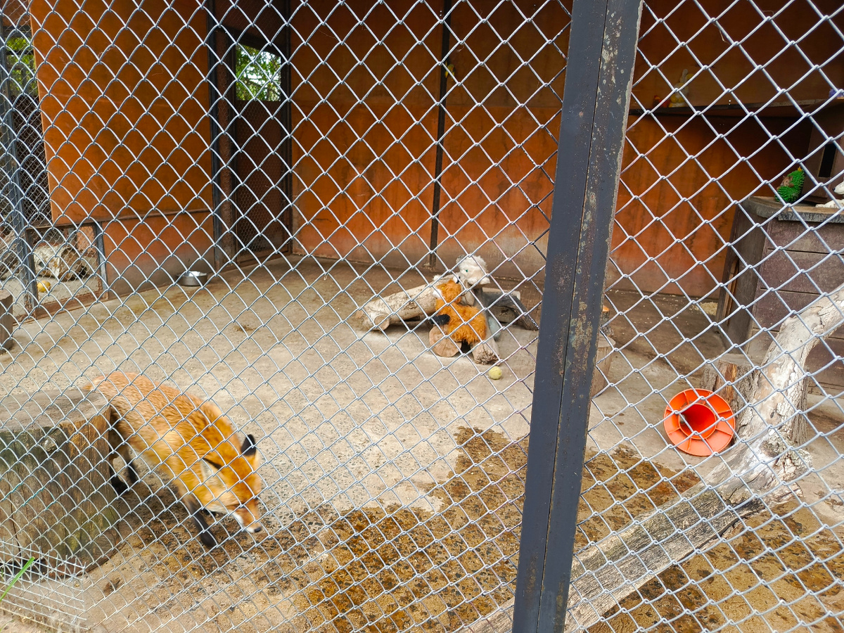 Лиса, Минский зоопарк