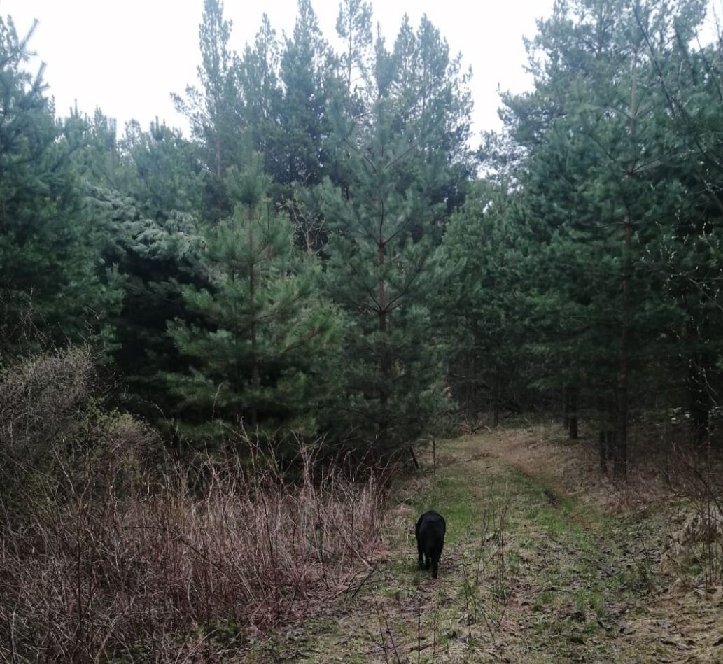 Зося на опушке