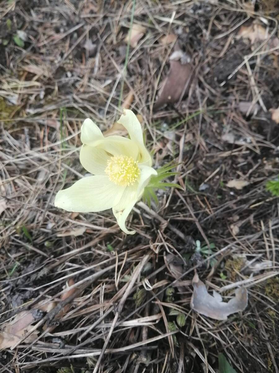 Прострел. май 2024 г