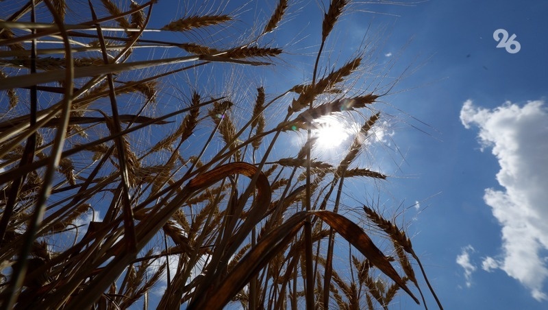      Фото: ИА «Победа26»