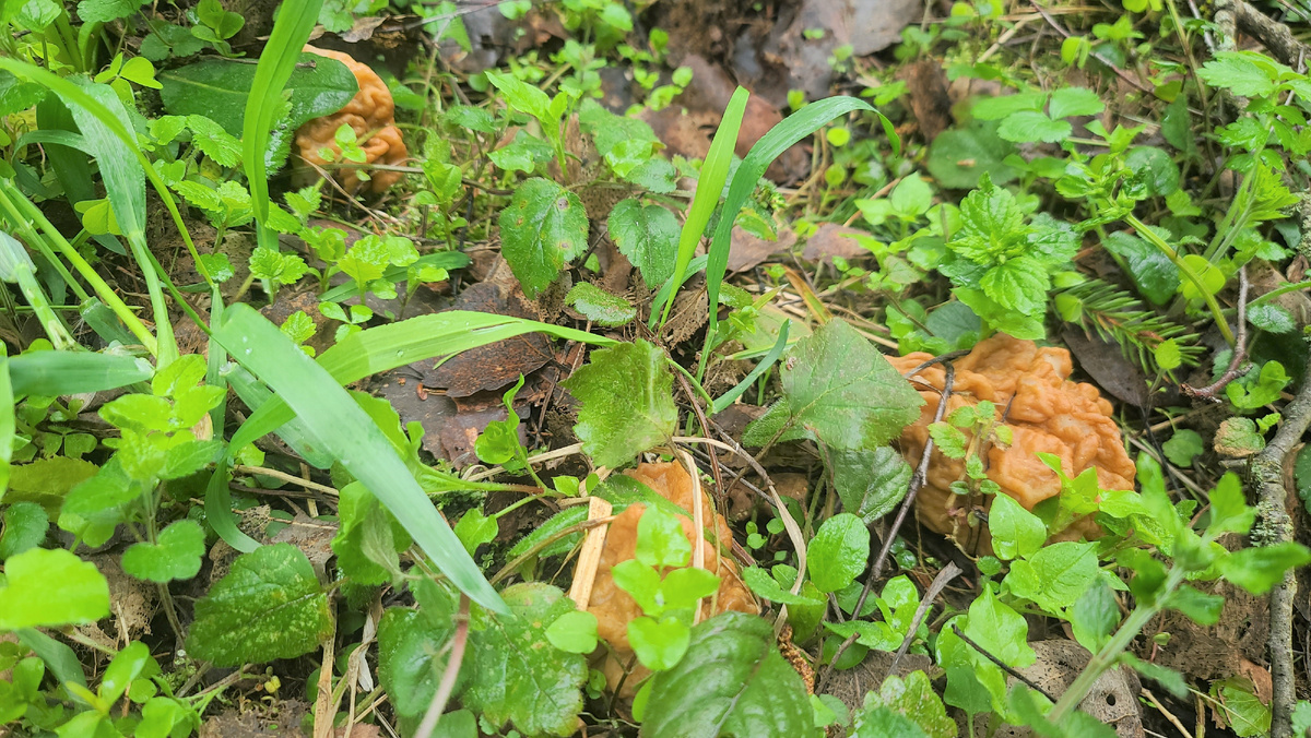 Несмотря на высокую уже травку в лесу, строчки пока хорошо заметны.
