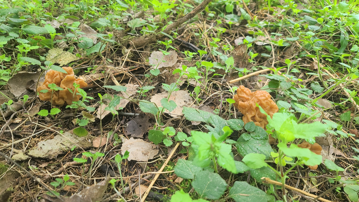 Строчки гигансткие 2025г.