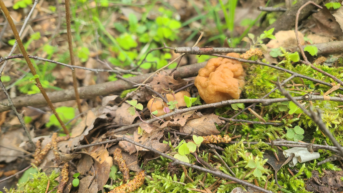 Строчки гигансткие 2025г.