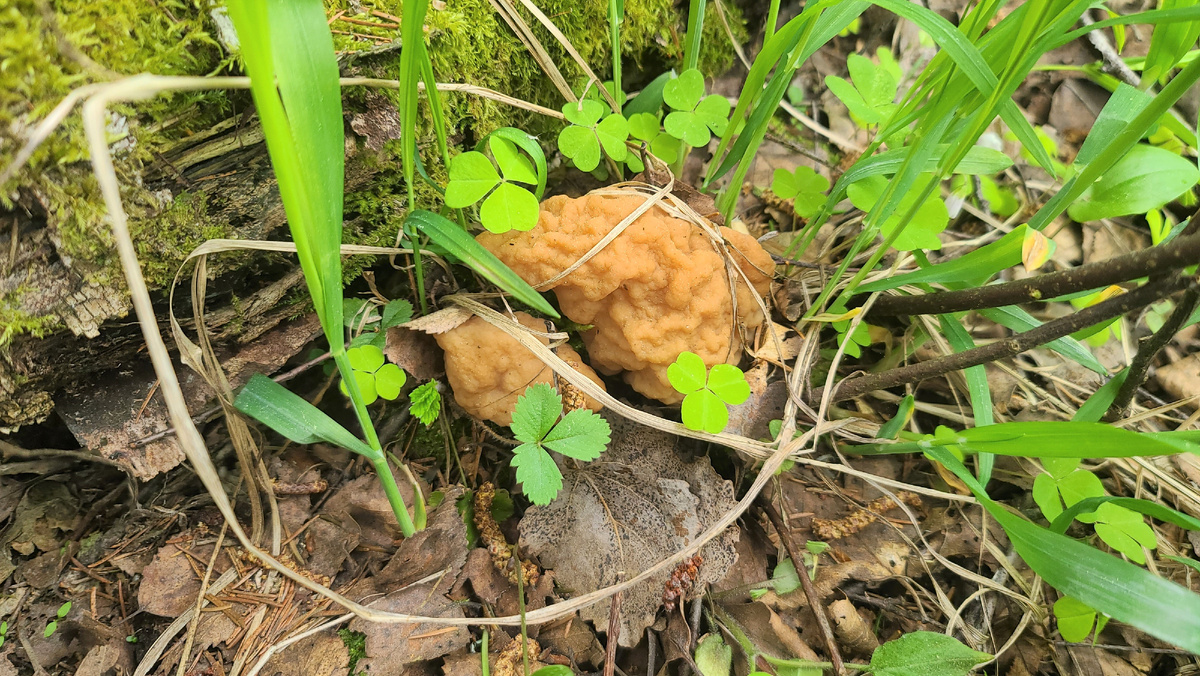 Строчки гигансткие 2025г.