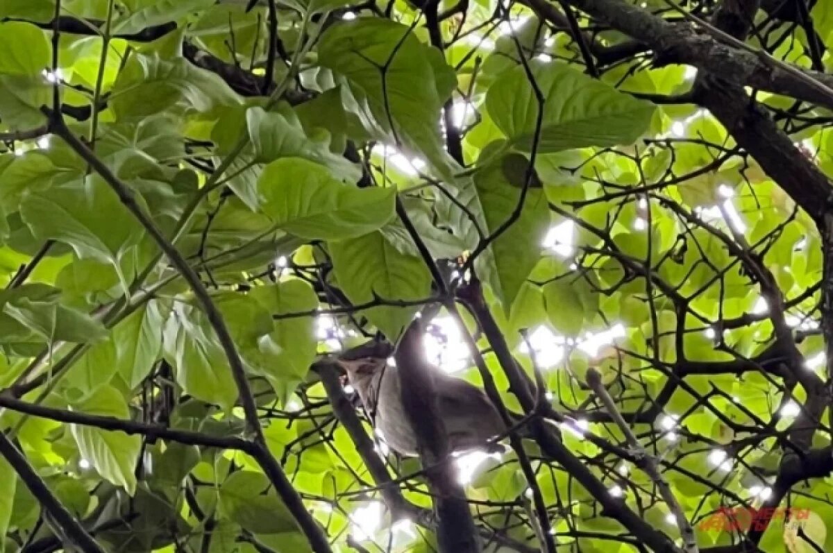    Саратовцев приглашают посчитать соловьёв