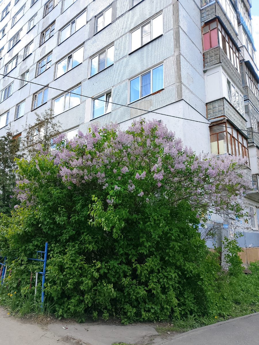 Сирень на углу дома