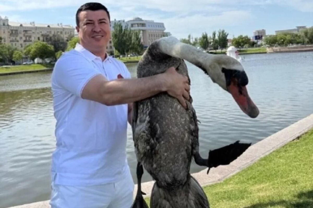    Лебединое озеро в Астрахани ожило с возвращением белоснежных птиц