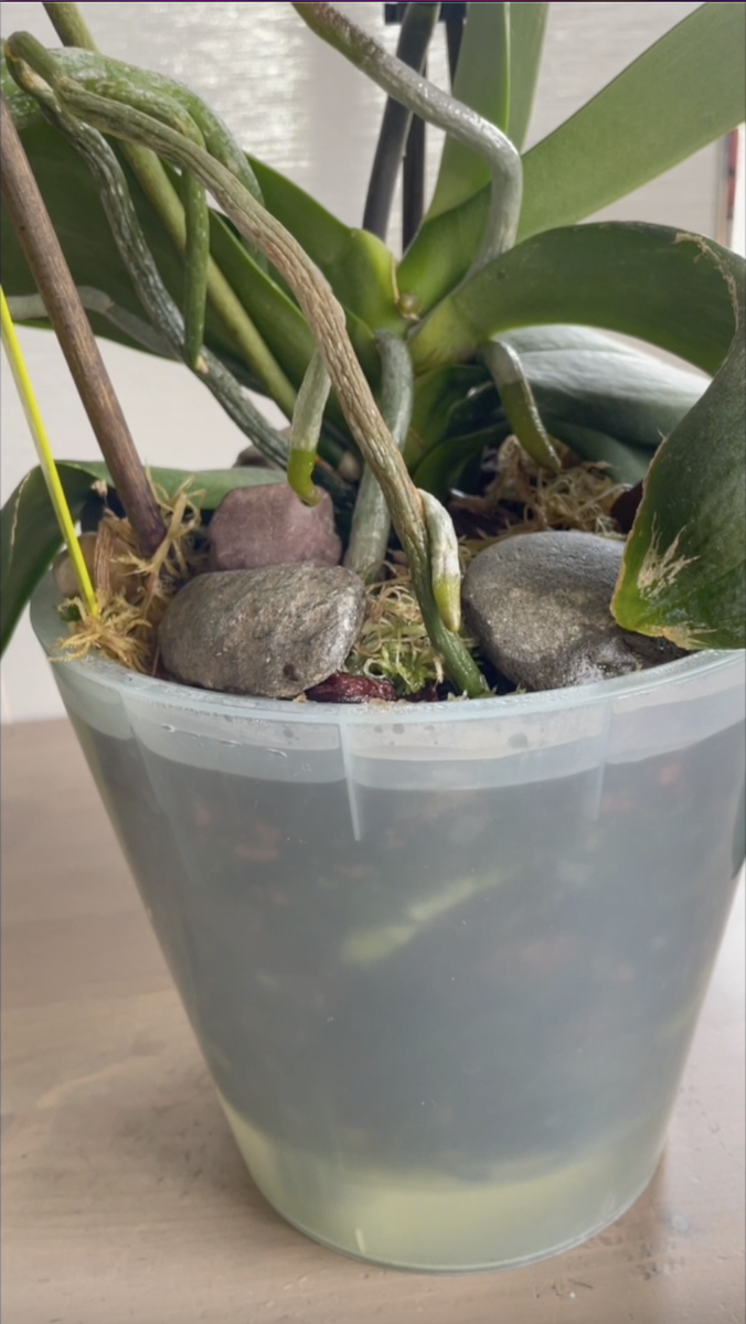 Полив орхидеи фаленопсис методом замачивания