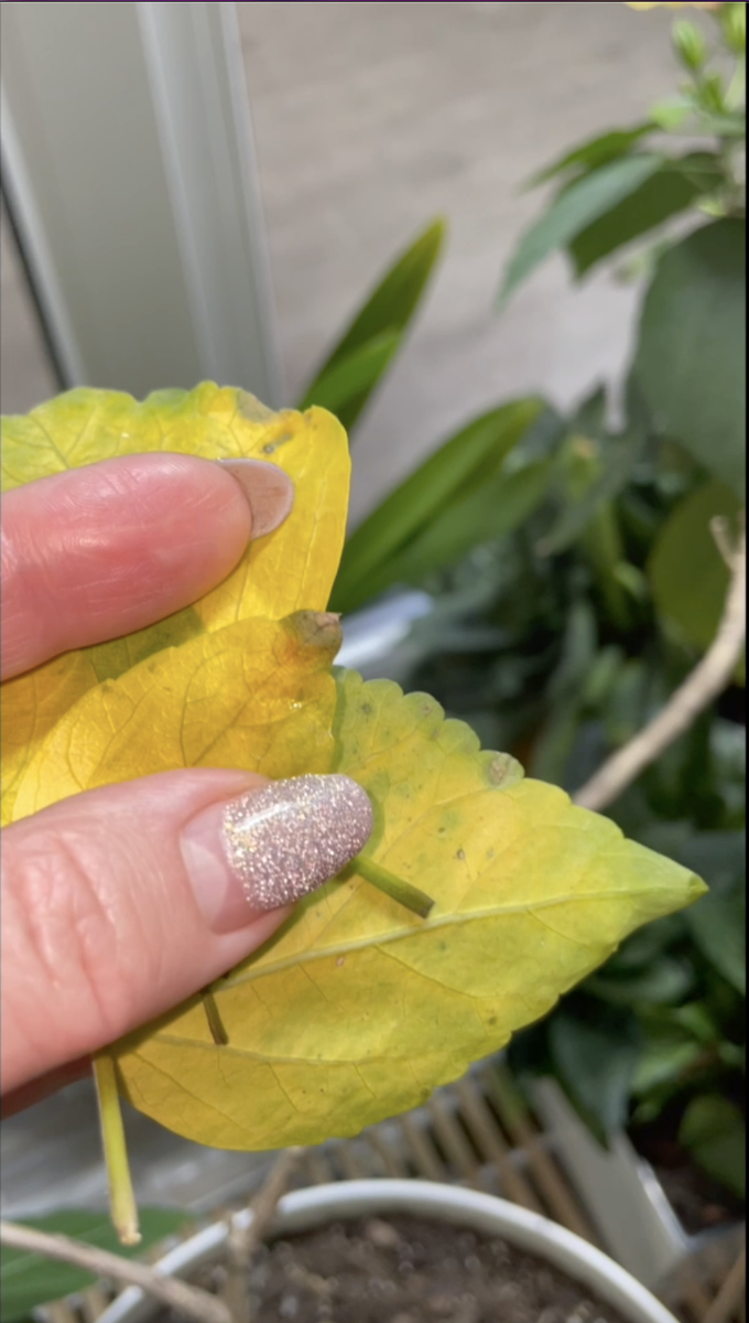 Вот так портились листья моего Гибискуса три года назад