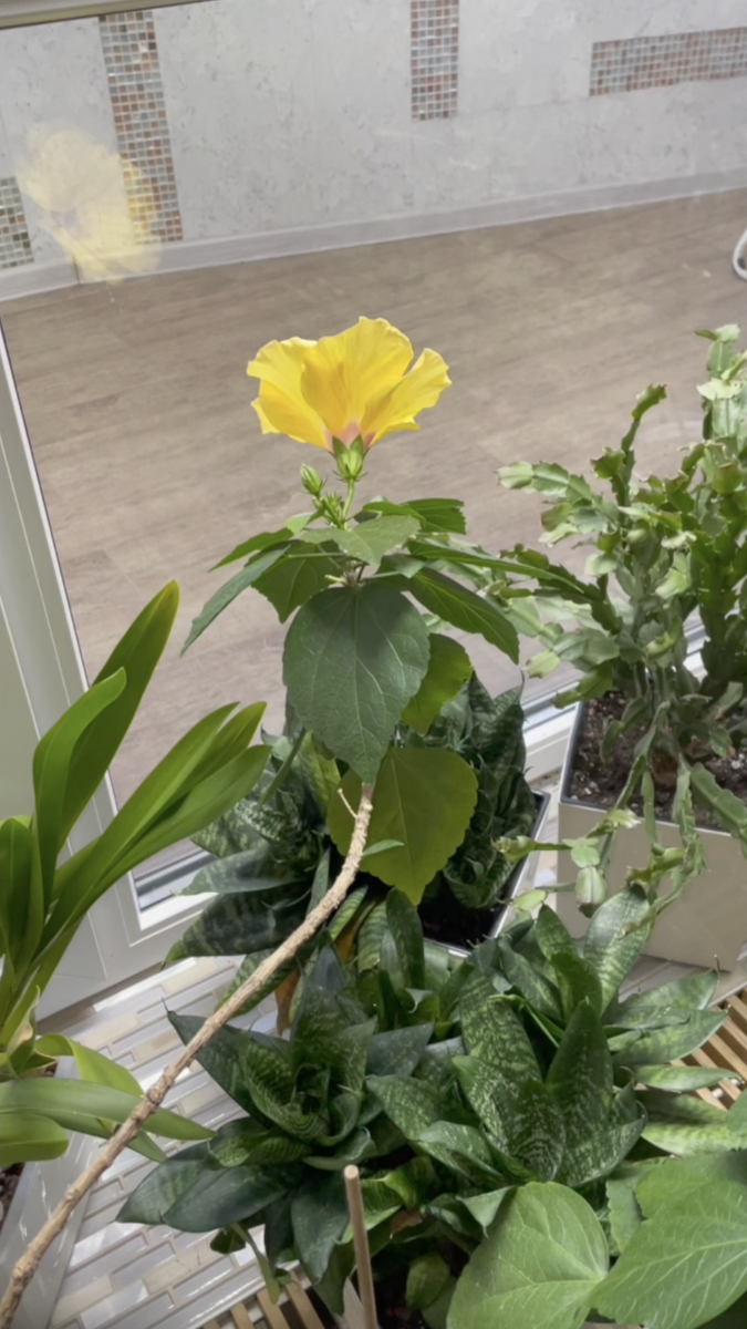 Так выгляддел мой Гибискус три года назад