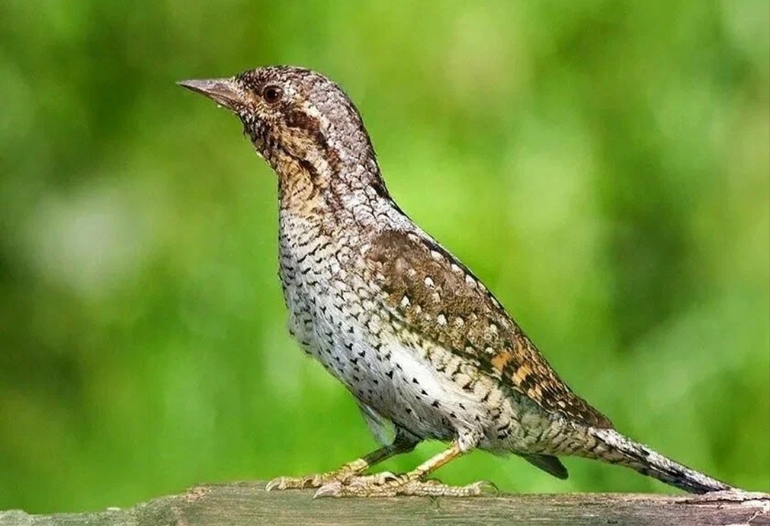 Вертеть шейкой или не вертеть, вот в чём вопрос...