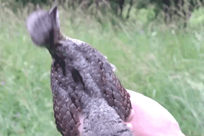 Бу, испугался? Не бойся! Я всего лишь вертишейка!