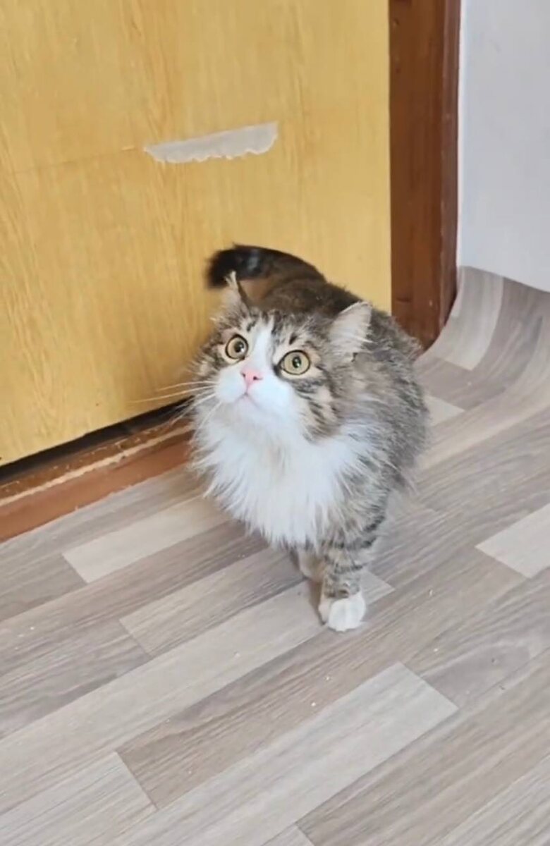 Новая беременная кошка. Фото из архива автора