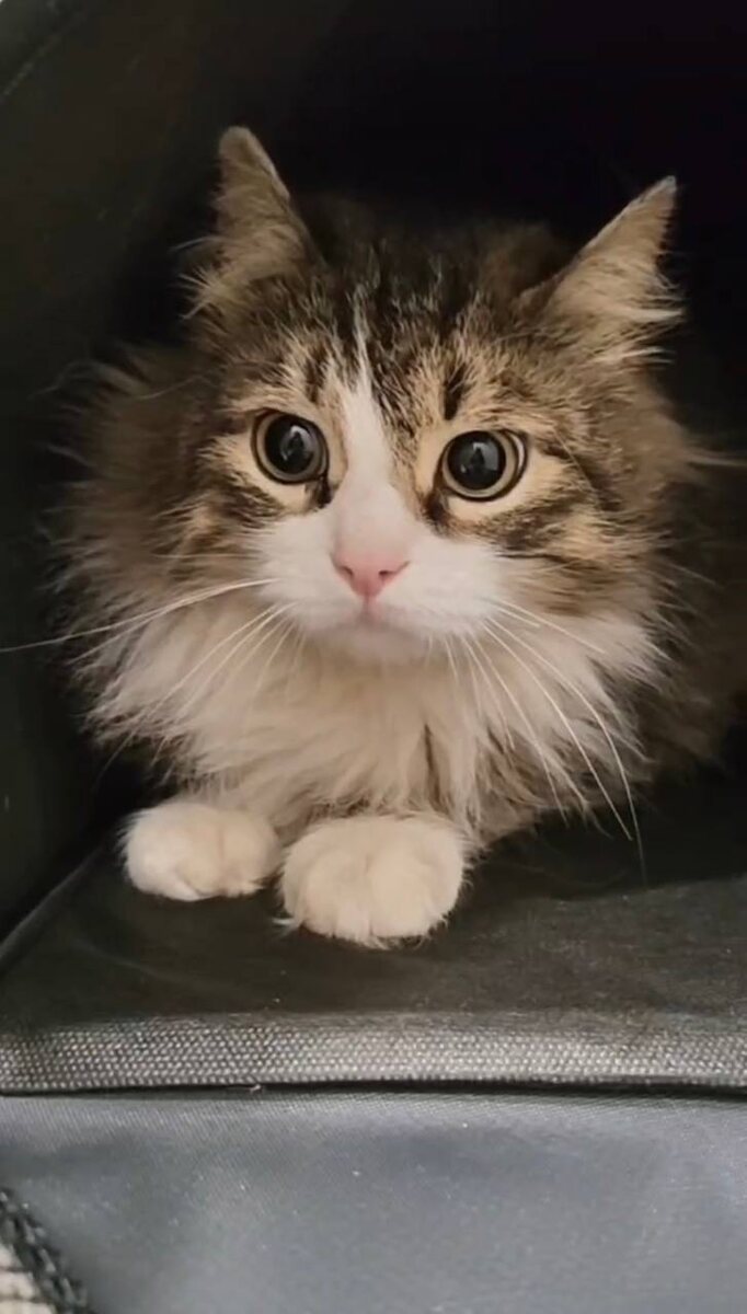 Новая беременная кошка. Фото из архива автора