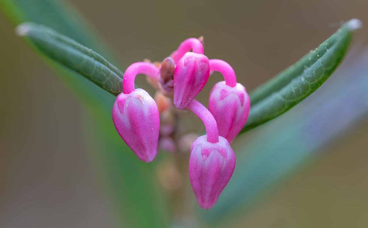 Соцветие подбела.