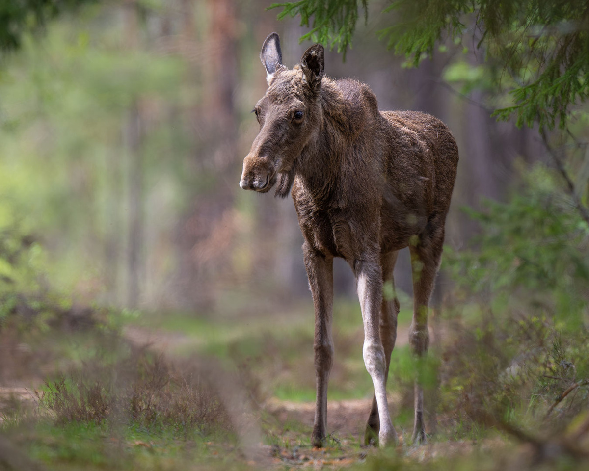Чужак на тропе.