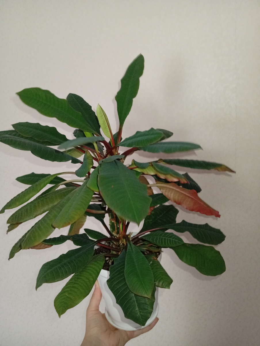 Листики подзагорели, и это весной то на восточном подоконнике на юге России.