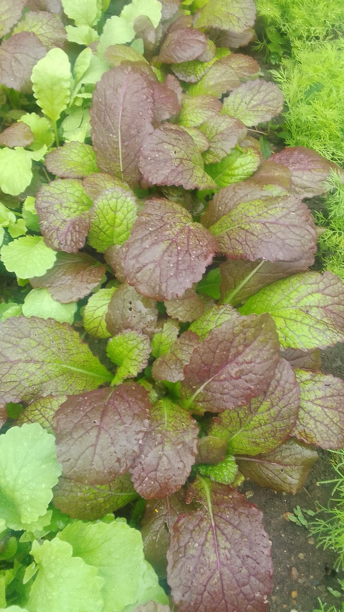 Сарептская горчица