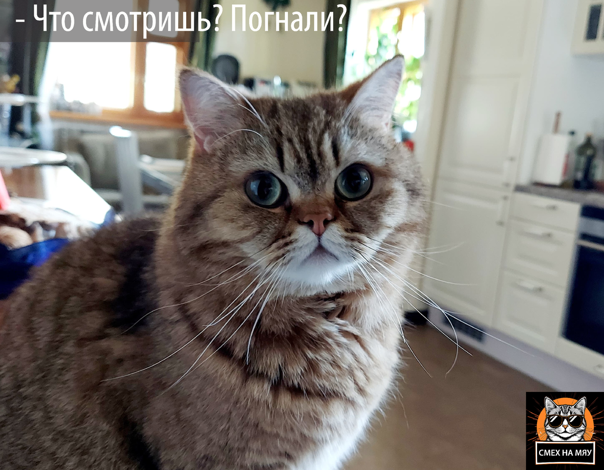 Знакомьтесь, кот Мэртон (британский короткошерстный) - обладатель абсолютно не предсказуемого поведения 😅. Источник радости для всей семьи.