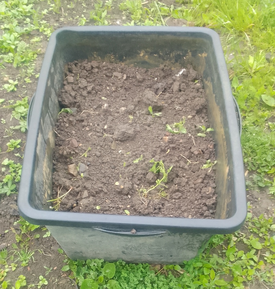 Таз с грунтом для посадки риса