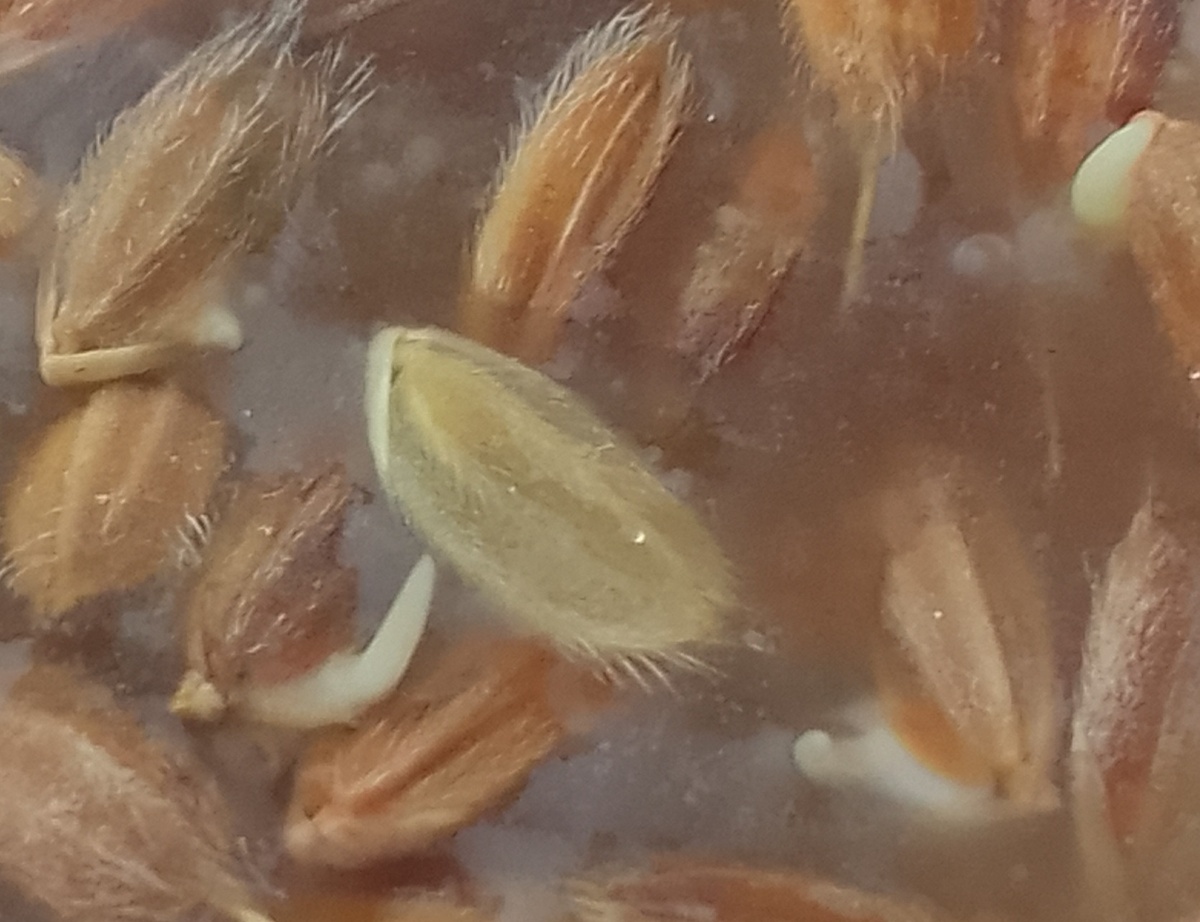 Рис прорастает