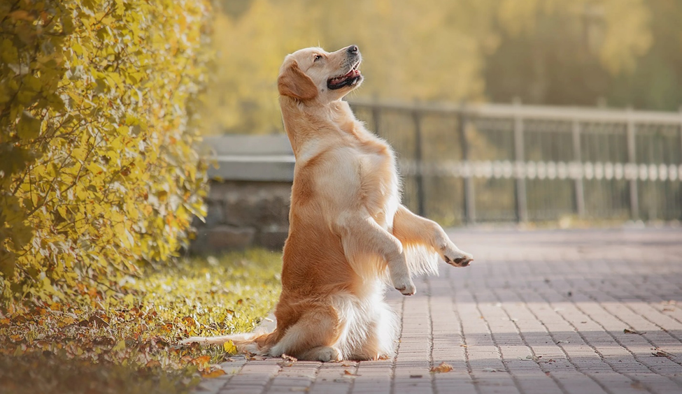 Фото: kibelline.ru