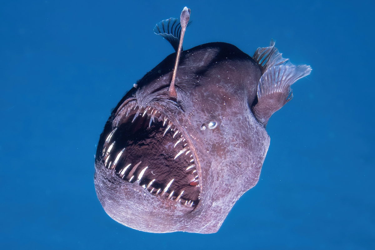 Чёрные морские дьяволы (Melanocetus johnsonii) — глубоководные существа, которых редко можно увидеть в дикой природе. Их название переводится как «чёрный морской монстр», но, несмотря на их свирепый вид, эксперты говорят, что «они в основном мягкие и податливые».
