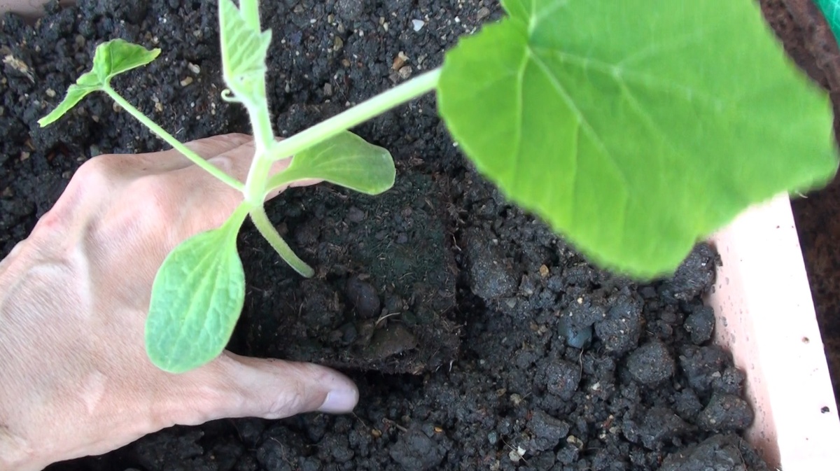 Готовим лунки под тыквы и кабачки: секреты богатого урожая.Фото автора