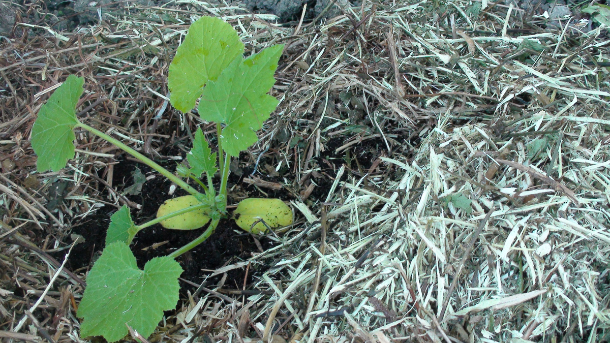 Готовим лунки под тыквы и кабачки: Советы опытных дачников для получения богатого урожая.Фото автора