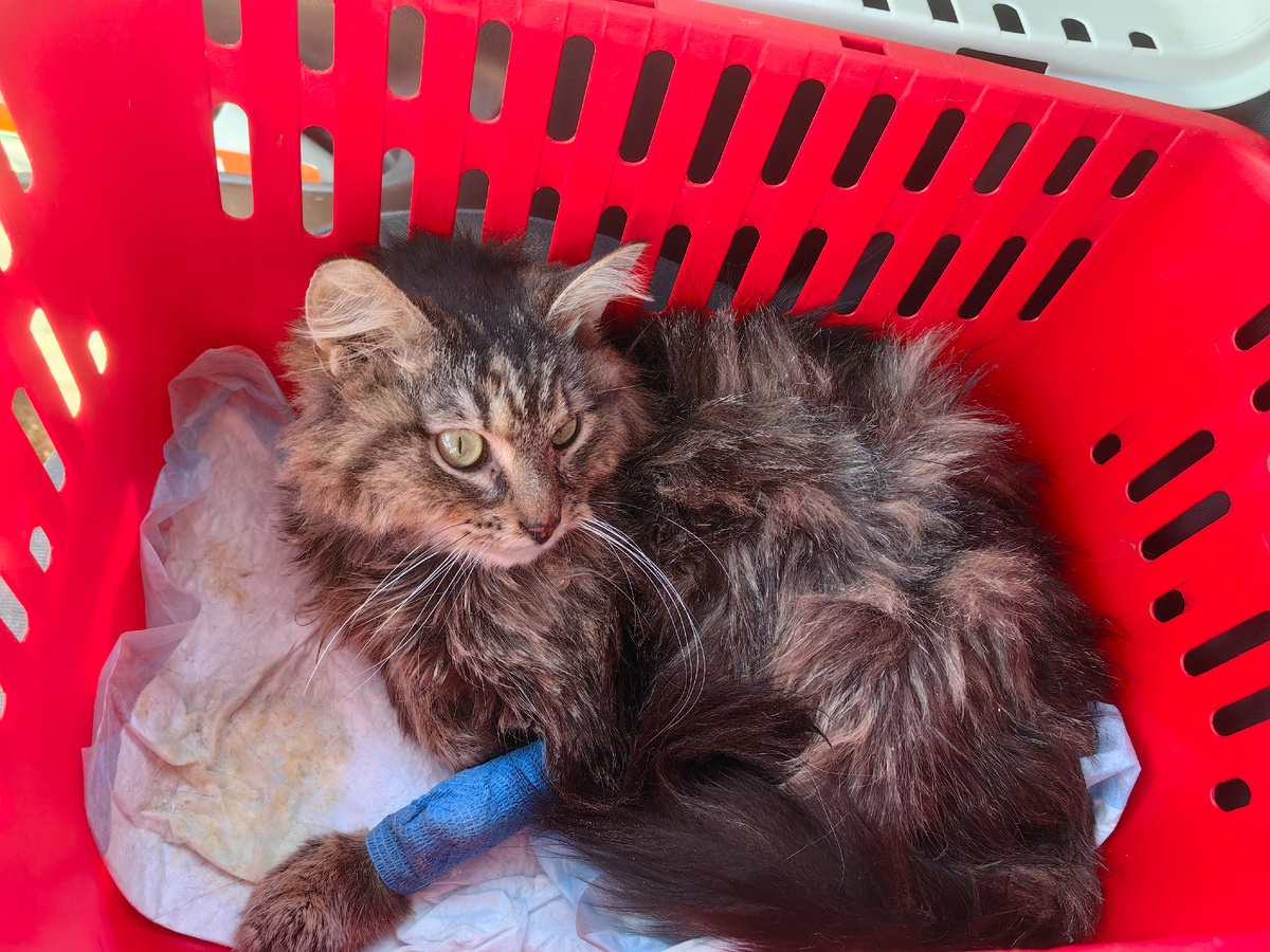 Везу фенька в клинику