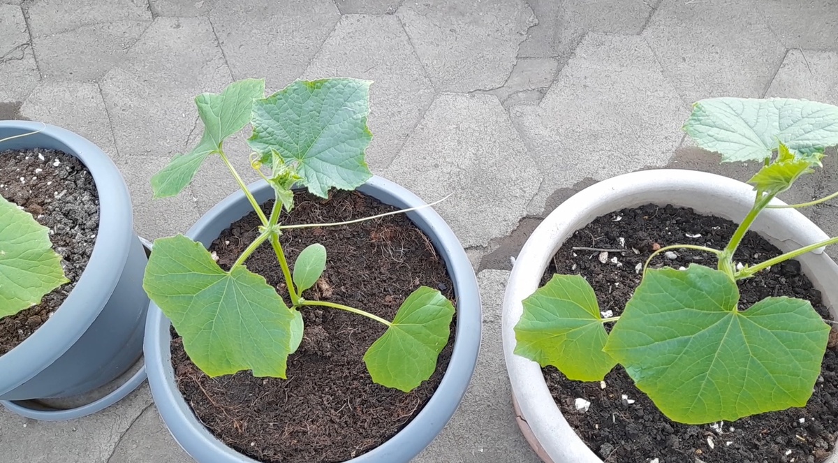Выращивание огурцов в цветочных горшках: секреты успеха от посева до сбора урожая. Фото автора