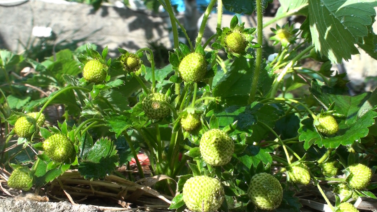 Как борная кислота помогает клубнике при цветении. Фото автора