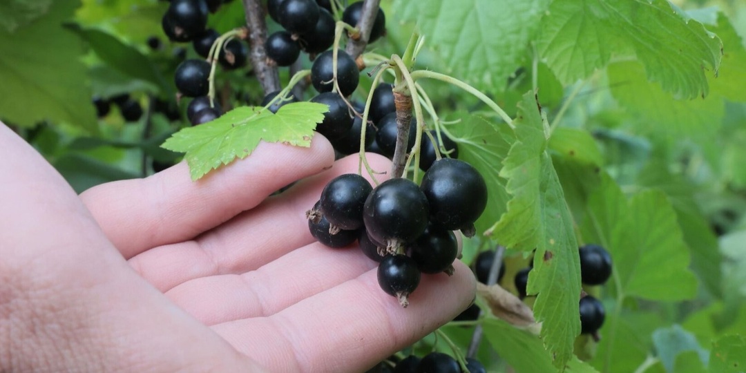 Получаю крупную смородину размером с вишню каждый год. 2 майские подкормки от агронома с многолетним опытом