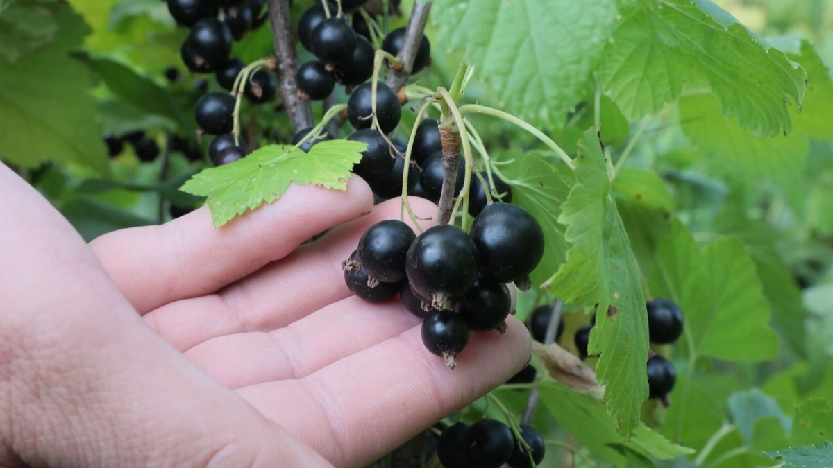 Результат выращивания смородины после правильных подкормок