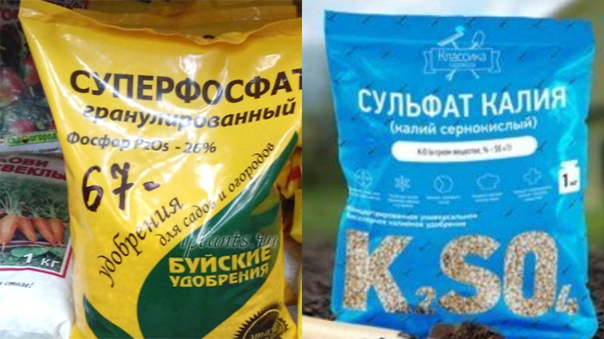 Развожу в ведре воды две столовые ложки калийного удобрения и одну ложку суперфосфата