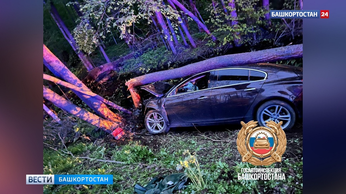    Один человек погиб, двое пострадали в результате наезда машины на лося в Башкортостане