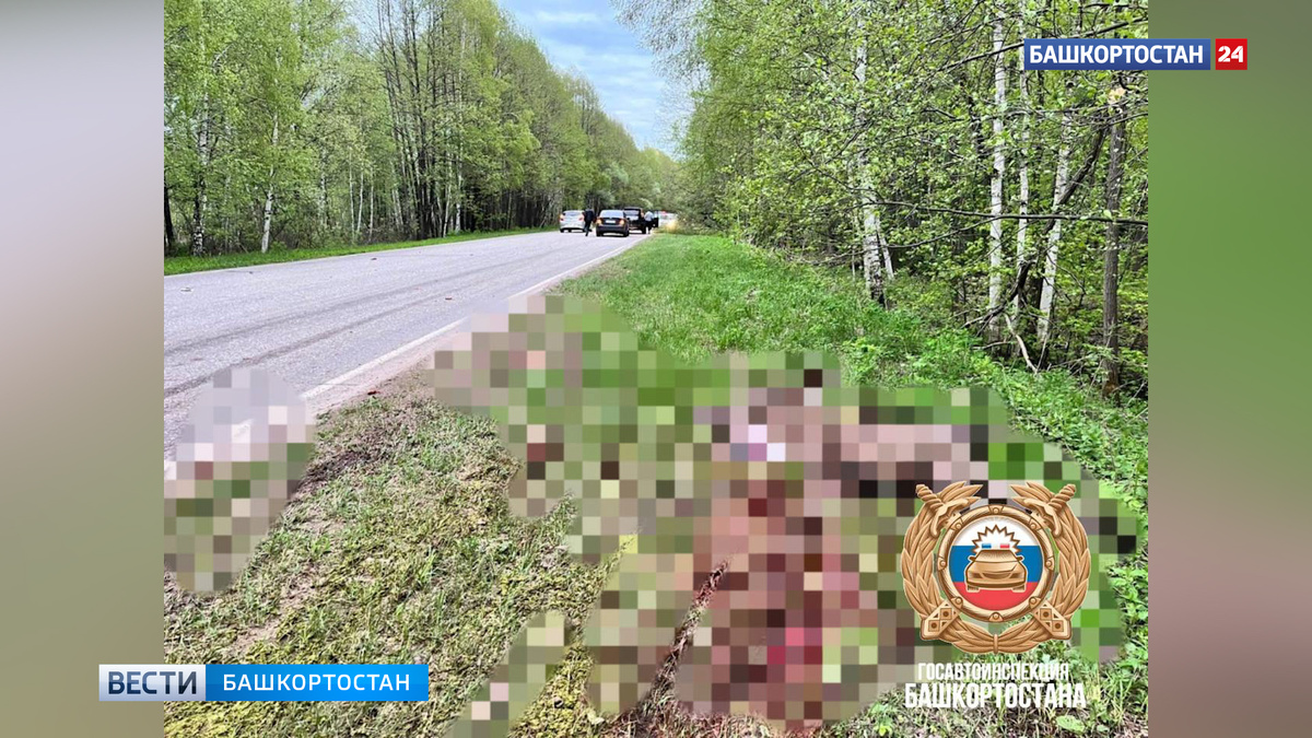    Один человек погиб, двое пострадали в результате наезда машины на лося в Башкортостане