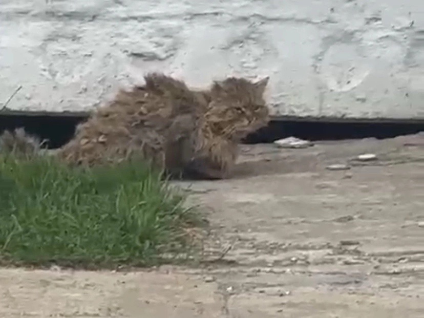 Кот весь в колтунах