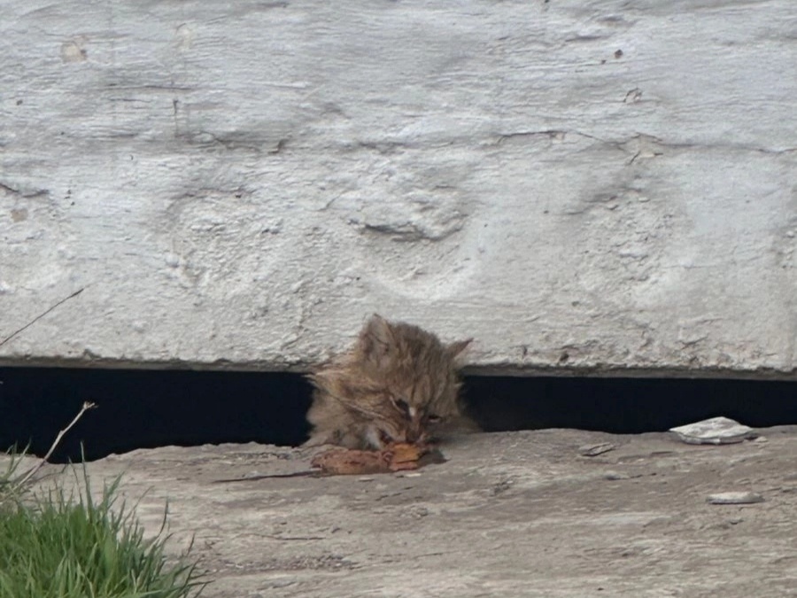 Кот как почувствовал, что мимо проходит добрая девушка, которая не сможет сделать вид, что не заметила страдальца