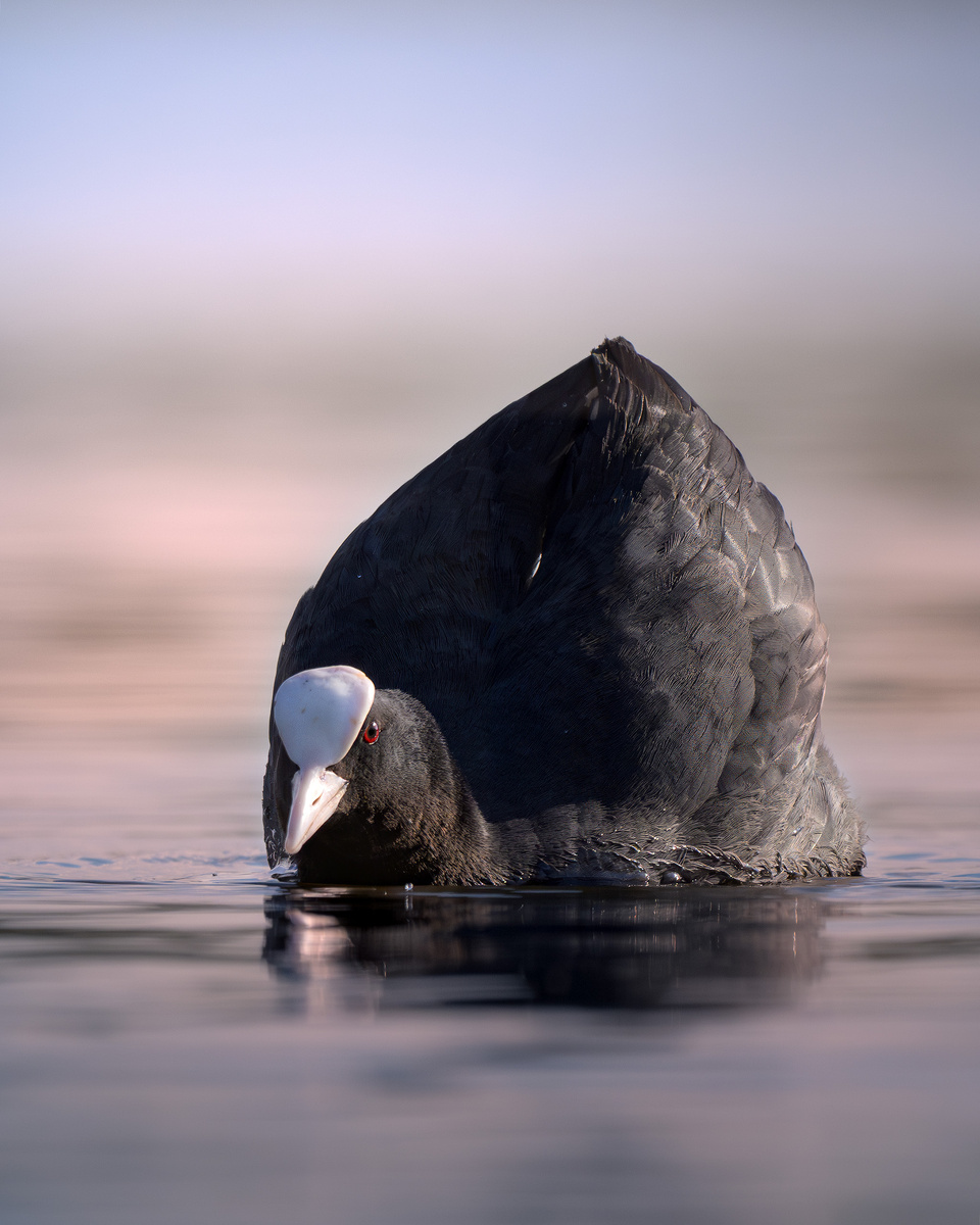 Лысуха на вечернем зеркале вод