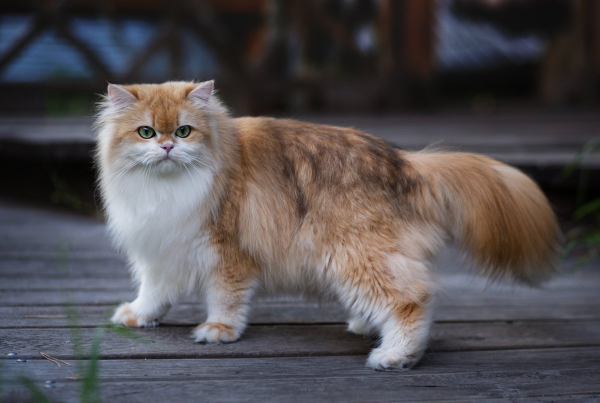 Питомник британских кошек в окрасе золотая шиншилла AL Li MaN. Про котят можно узнать написав в ватс апп +79255619580