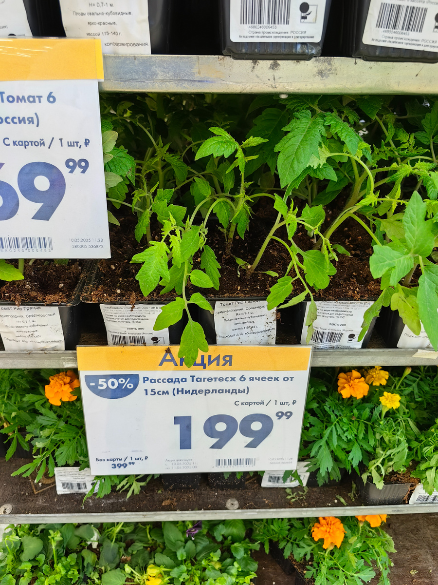 Рассада тагетес 6 штук за 199 рублей.