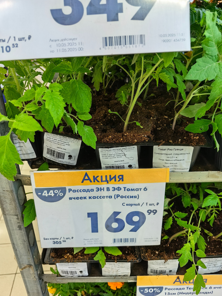 Рассада томатов 6 шт. в Ленте