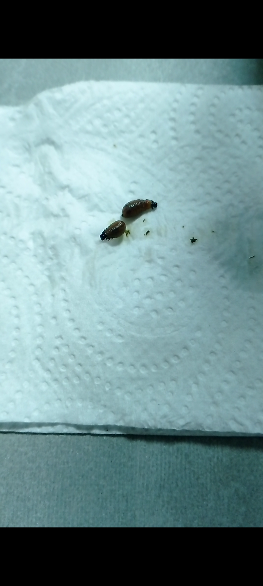 Я отмыла их водой 