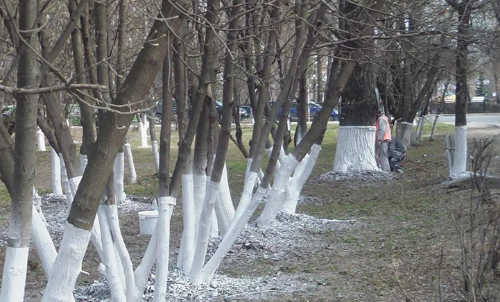 Такая вот побелочка. Фото взято в качестве иллюстрации. Источник: "Яндекс картинки"