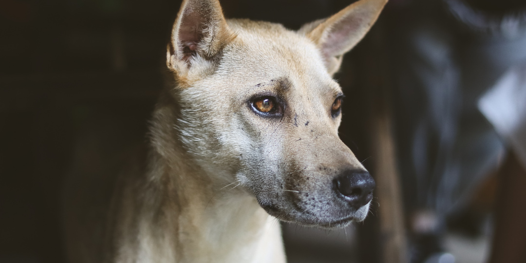 Странный сосед