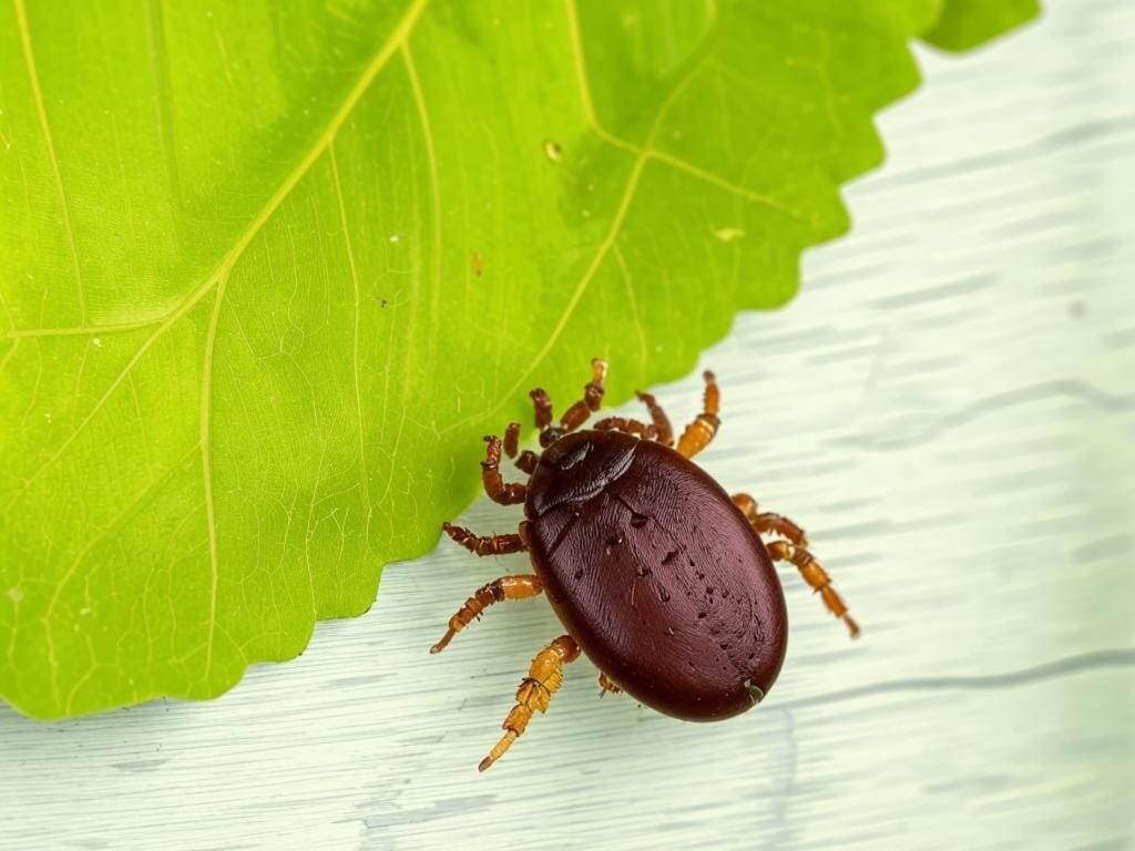    Изображение сгенерировано нейросетью Kandinsky компании «Сбер»